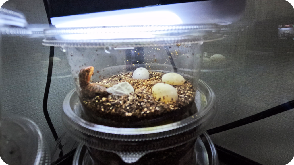 フトアゴヒゲトカゲ 孵化 卵